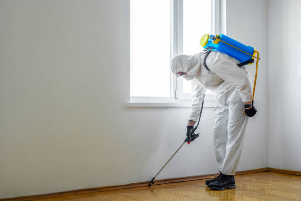 Wasp Removal Services in Kingsville, MD